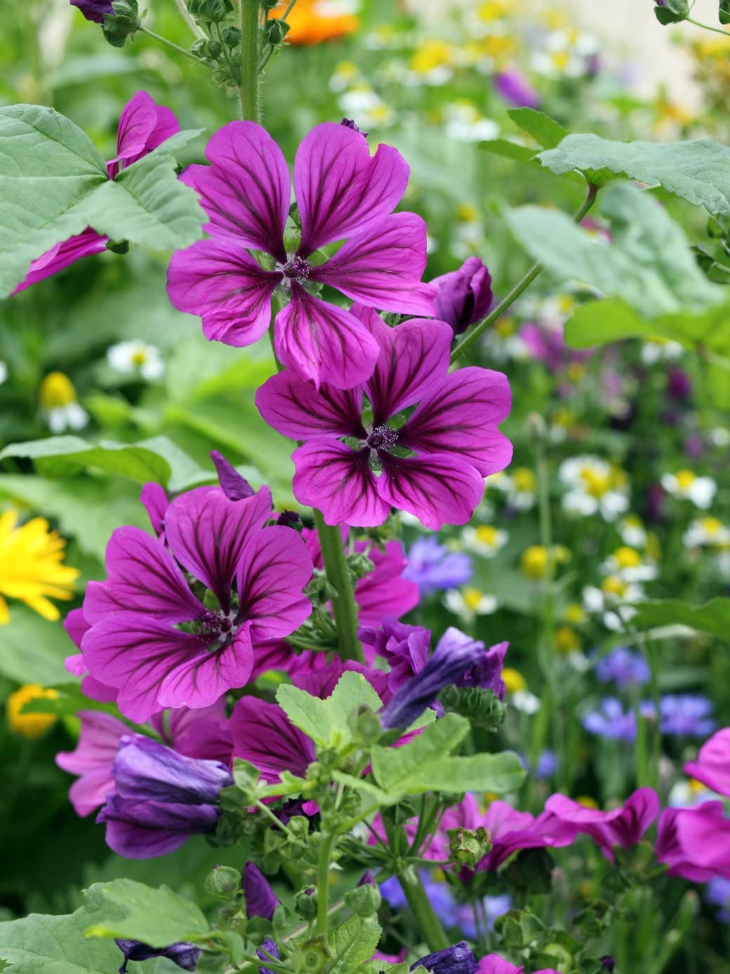 Hollyhock (flower Alcea rosea double red perennial) for planting in garden